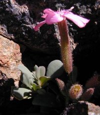 Mountain campion close-up